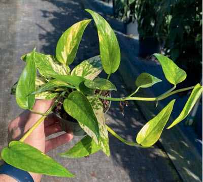 4" Epipremnum Pinnatum Variegated Neon  